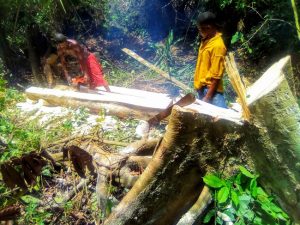  deforestation in Ekiti communities