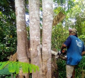  deforestation in Ekiti communities