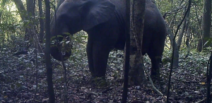 Unchecked poaching inside Ogun forest 