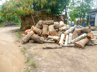 Inside the illegal trading of forest woods in Cross River community